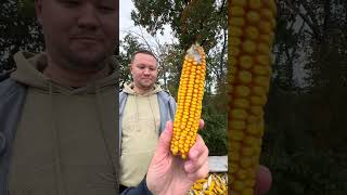 #automobile #ротоватор #farming #агротехнологии #agriculture #agro #агробізнес #соняшник