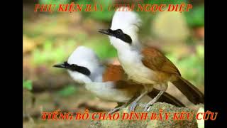 Tiếng chim bồ chao dính bẫy kêu cứu