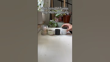 BEST String of Turtles Prop Method #shorts #plants #houseplants #propagation