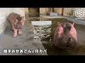 最後はなかよくカメラ目線♪ちょこまかカバの赤ちゃんとヤキモキするお母さん【旭山動物園】旭子お母さんと仔カバ (Say Cheese! Baby Hippo and mom. )