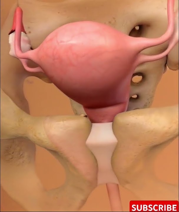 Understanding Female Anatomy (Female Organs Explained)