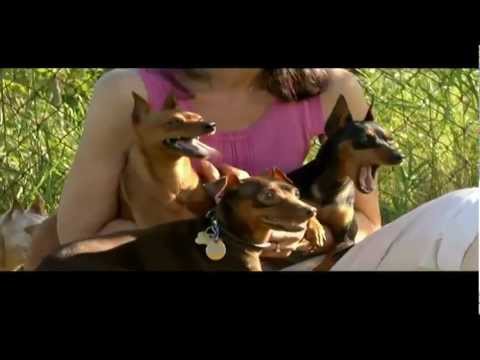 Πίντσερ - Pinscher