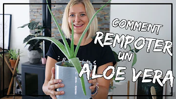 Quand rempoter son aloe vera ?