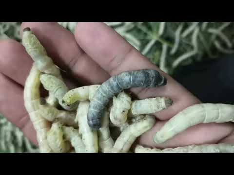 เก็บตัวไหมสุกออกจากกระด้ง🐛🌱✨💟