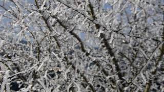 Download Lagu Elorri Zuria, gaur zuri-zuri... MP3