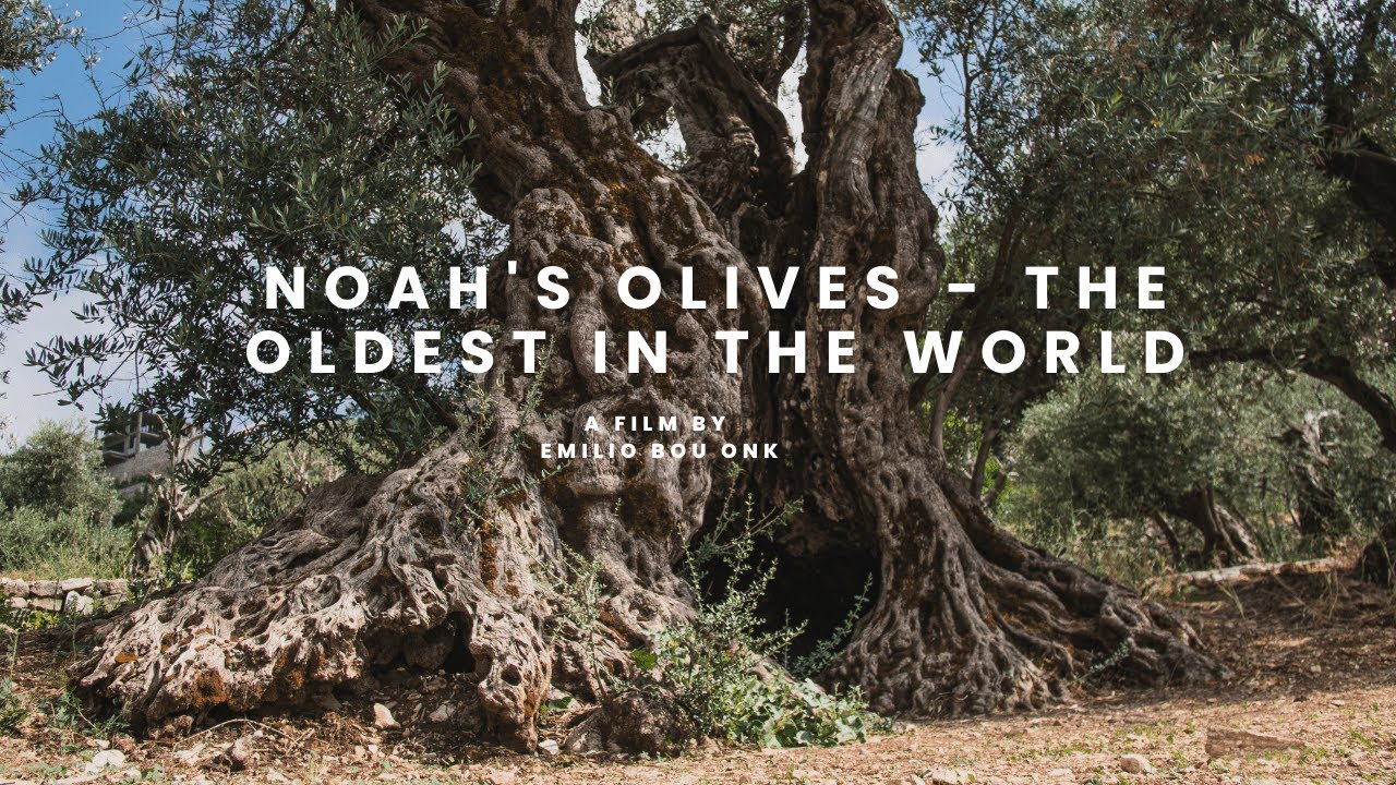 Noah's Olives - The Oldest in the World
