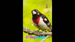 El #picogrueso degollado Las #aves del mundo su belleza #canto #cantodeaves #relaxing #bird #shorts