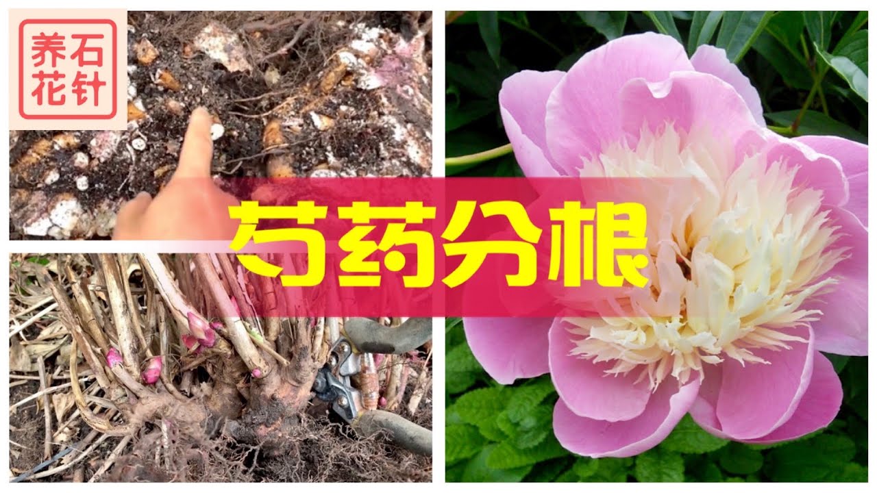 芍药花分根 实战演示和讲解 需要一点点力气和技巧 Youtube