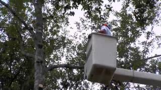 Taylor Tree Company Pruning from Bucket Truck