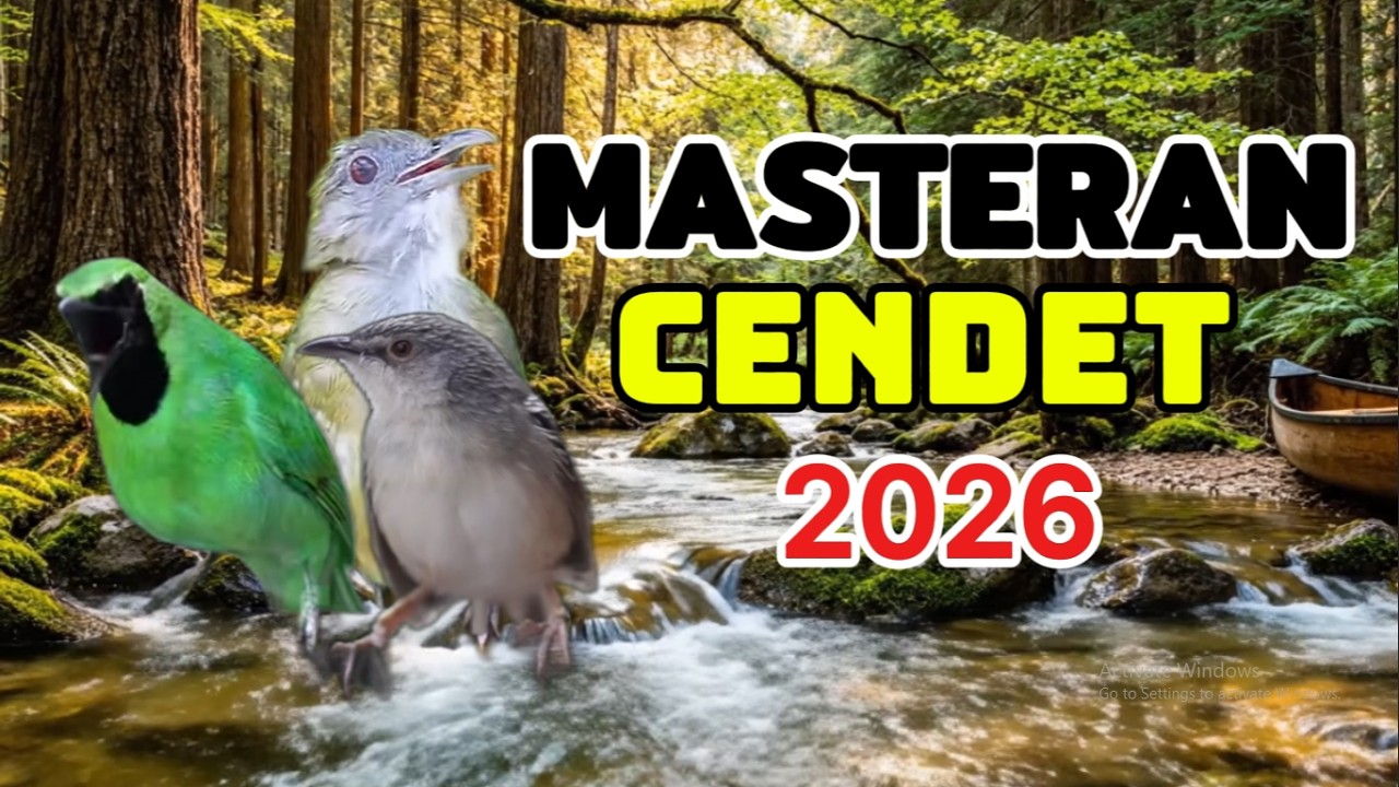 apapun jenis cendetnya masteran ini harga matii