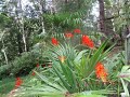 Crocosmia Lucifer adds a Tropical flair to Northern gardens