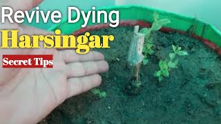 #Shorts Video Dying Harsingar Plant Revive Secret Tips