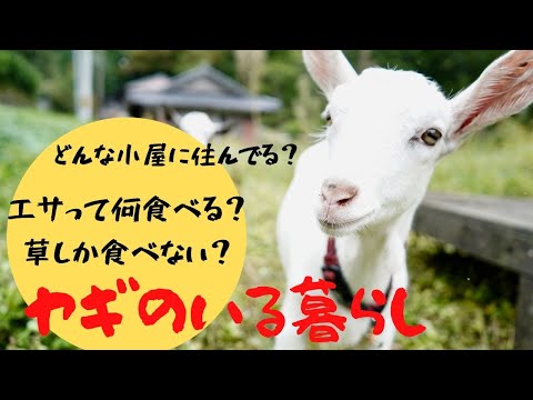 ヤギと共に暮らす。夏と冬のエサ事情、小屋も丸見せ【飼い方入門
