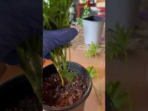 Video: Mosquito Plant Geranium - Citronella-hyttyskasvien hoito