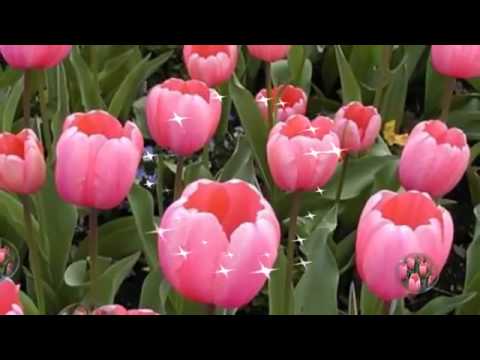 Flowers in paradise - YouTube