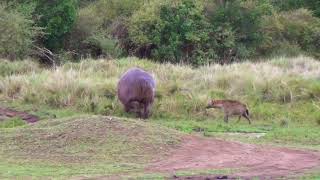 hyena vs Hippo in the Masai Mara, Kenya