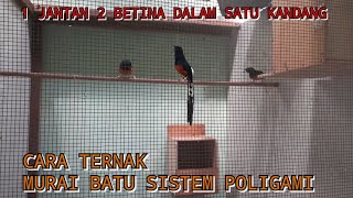 Ternak murai batu poligami 1 jantan 2 betina