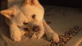 【秋田犬ゆうき】朝日に照らされ飼い主と遊んでいたら手首をひねり一気にテンションが無くなる【akita dog】