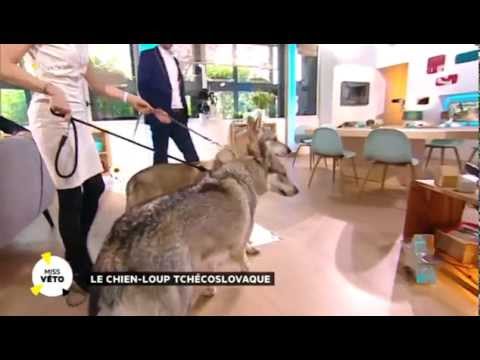 Les Chiens Loups Youtube