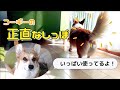 尻尾ありコーギー♪眠いのに嬉しくてしっぽフリフリしちゃうよ～