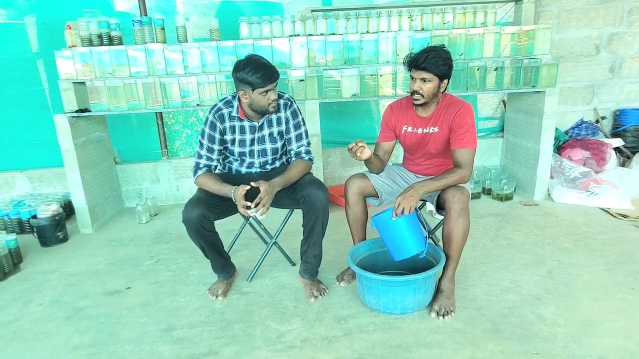 Madras Bettas || Betta fries care Stage 1