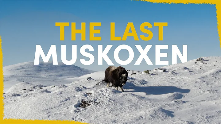 We Found The Last Swedish Muskoxen - here's how