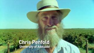Episode 3.6 - Trialling salt bush in mid rows