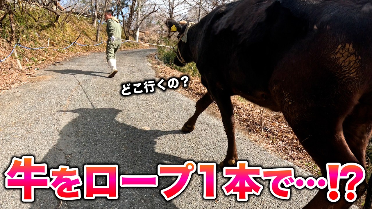 お母さん牛がお引っ越し❗️最後は大喧嘩⁉️