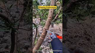 Shaping Podocarpus for Balanced and Attractive Growth