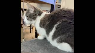[Sushi Archive] Sushi gets really pissed