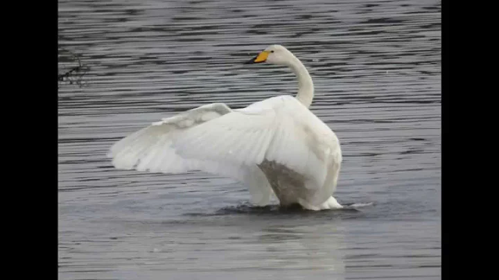 Bewick Swan Throws Some Shapes