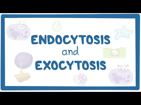 Video: Is er energie nodig voor exocytose?