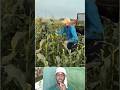 Machine Vs Human Harvest | মেশিনের সাথে পাল্লা দিয়ে ফসল তোলা হচ্ছে 😲🌾 #shorts #viralshorts #harvest