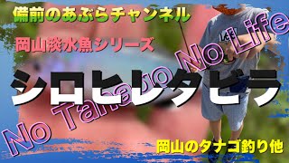 岡山のシロヒレタビラ