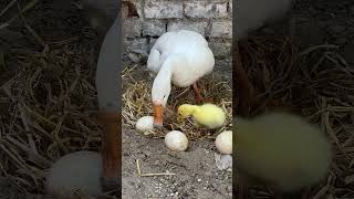 Geese Baby Duck Hatch Cute Baby Chicken