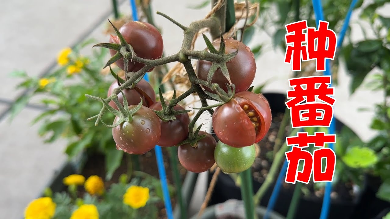 盆栽小番茄，收获了很多种植经验