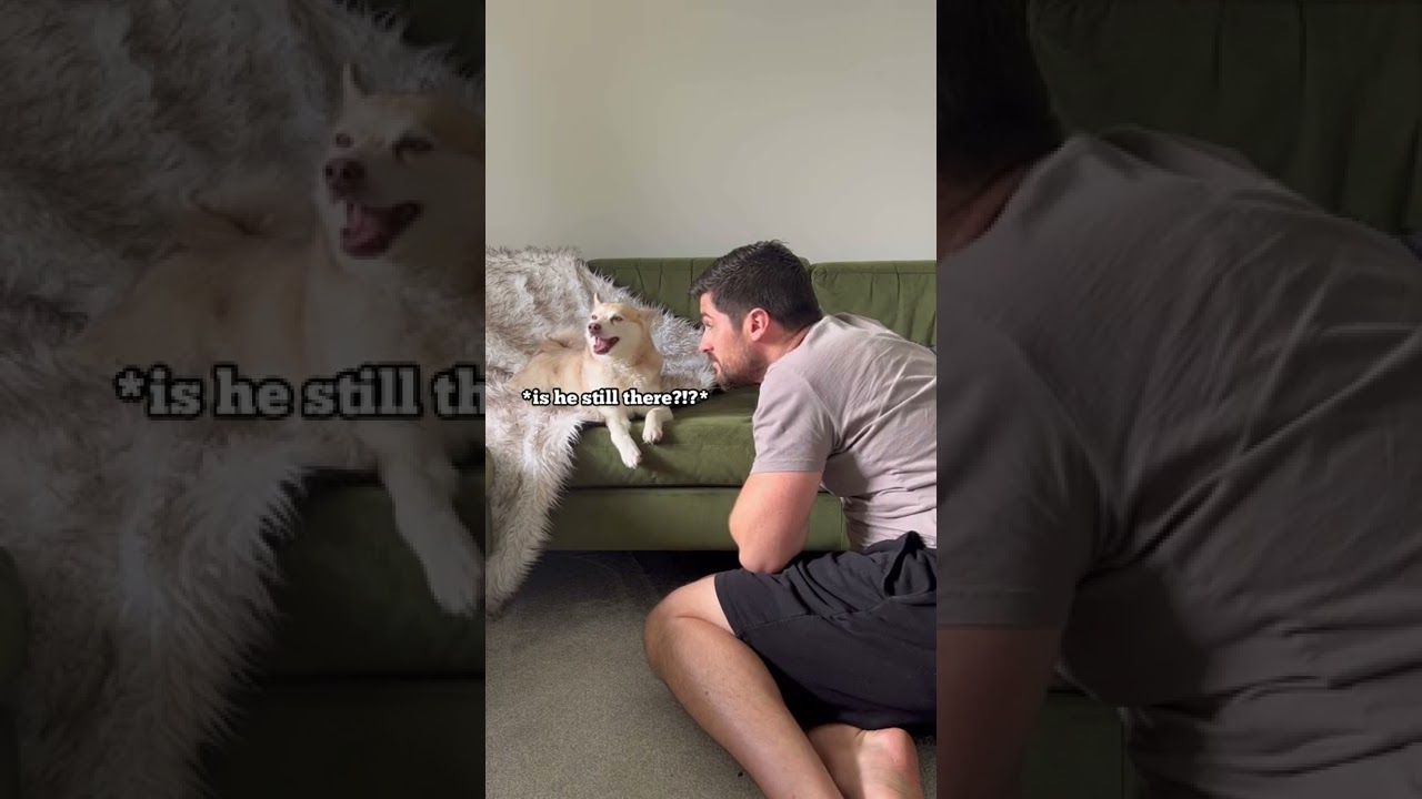 STOP IT! Sassy Mini Husky Doesn’t Like Staring Contest With Owner 👀