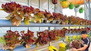 Making a salad garden on a railing is simple  beautiful and has clean vegetables to eat every day