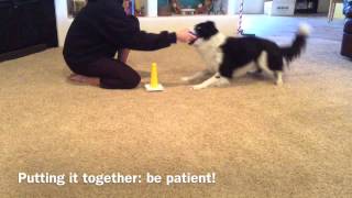 Trick: How to teach your dog to Stack Rings screenshot 3