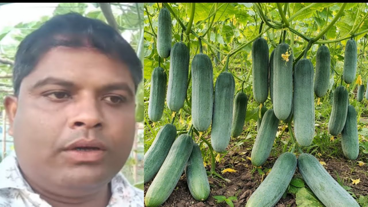  খেতি কেনেকৈ কৰিব। কোনটো গুটি কেতিয়া দিব। কোনটো খেতি কৰিলে আটাইতকৈ বেছি লাভৱান হব 7002163162