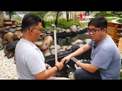 Chamber Filter Kolam Kamu Tekor? + Update Kolam Black Diamond Stingray!