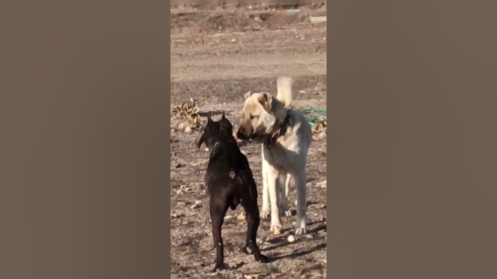 KANGAL VS PİTBULL 😈👿🔥⚡️