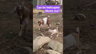 Did You Know Goats Can Be Helicopter Mom's?