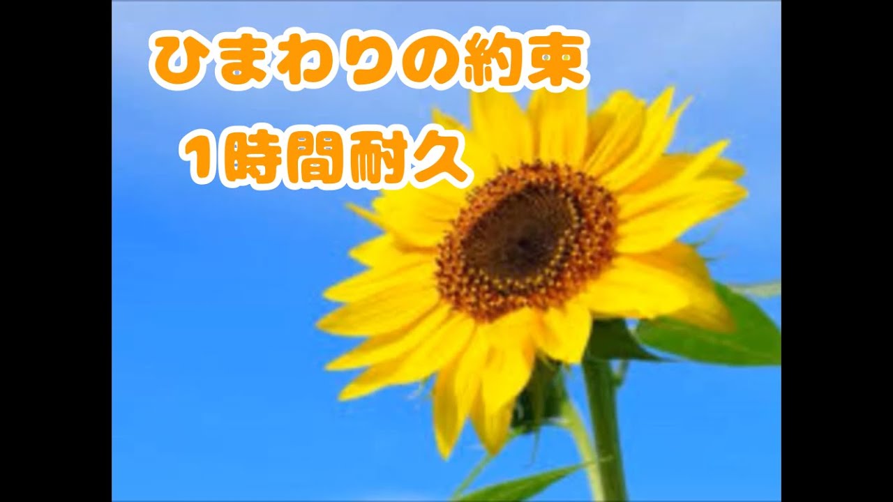 1時間耐久】ひまわりの約束 - YouTube