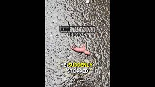 You Won’t Believe What This Tiny Creature Turned Into! #shorts