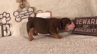 PuppyFinder.com : Catch me if you can