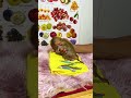 #adoreble #babymonkey #adorably #babyprimate #cute #babyanimal #animals #cuteanimal #funny #cutepet