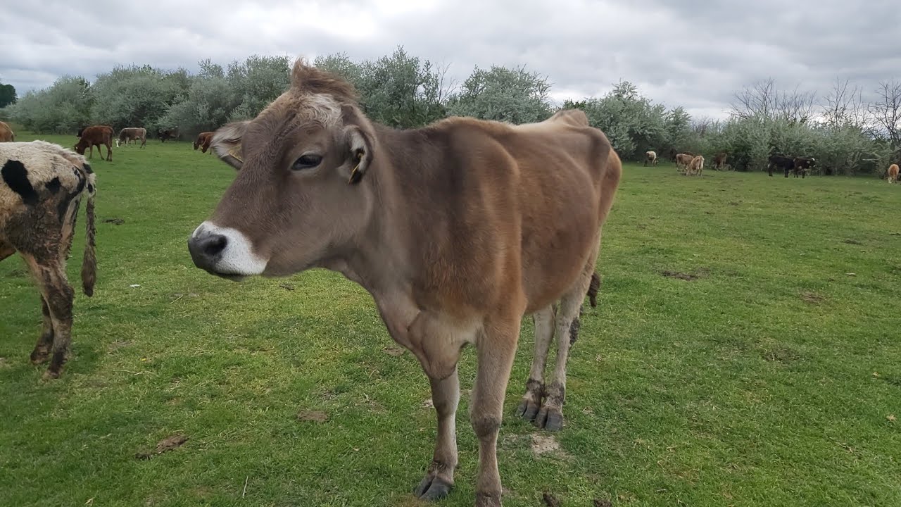 შვეიცარიოლი ჯიშის ძროხა - YouTube