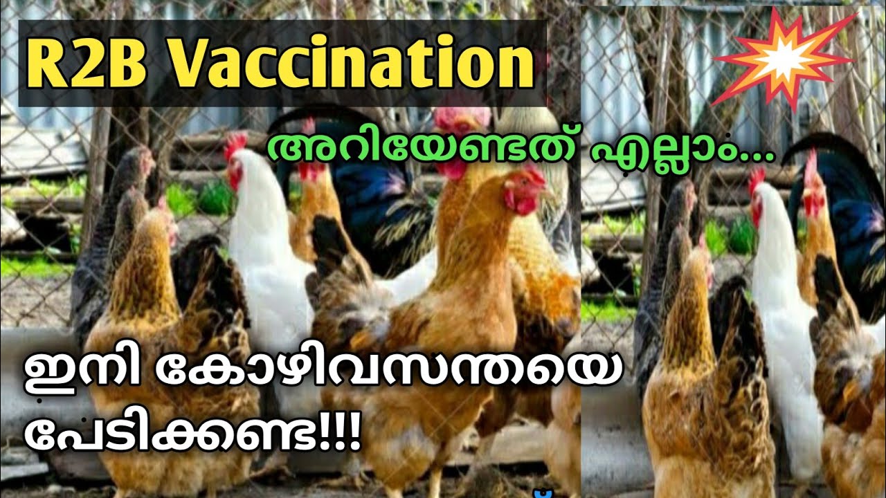 Kozhi Valarthal | R2B Vaccination അറിയേണ്ടത് എല്ലാം #kozhivalarthal #birds #poultry #kozhi #farmlove