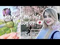 Week in my Life Japan 🍡✨ cherry blossoms, festivals + spring vibes🌸